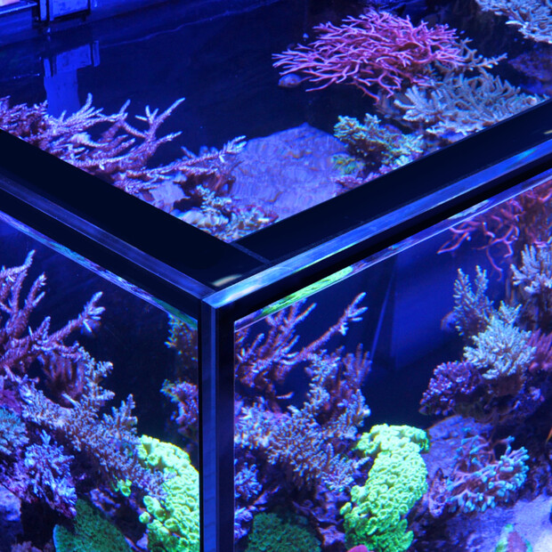 Red Sea REEFER MAX S G2+