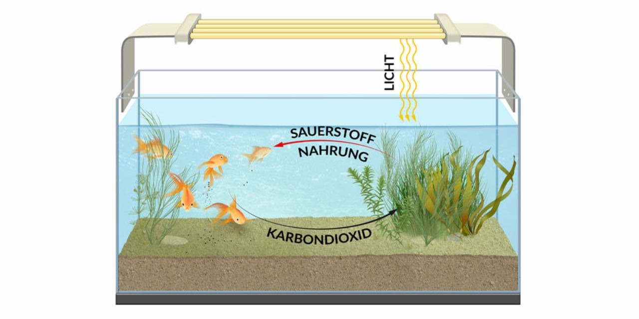 CO2 Kreislauf Aquarium