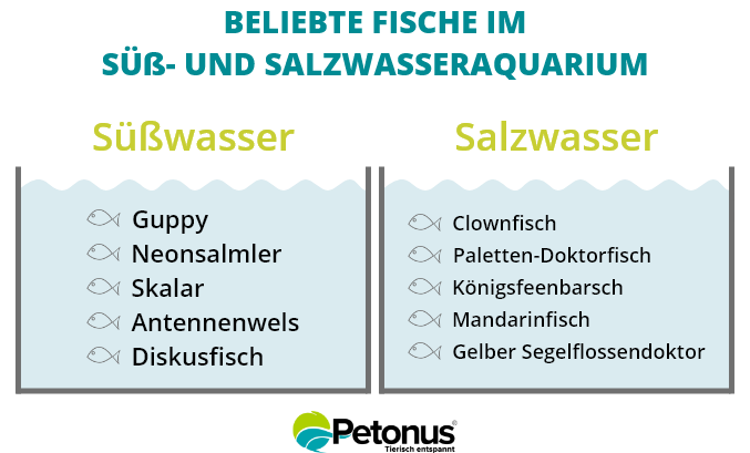 D-D Komplettsystem Fische
