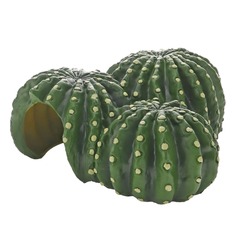 Hobby Cactus Home