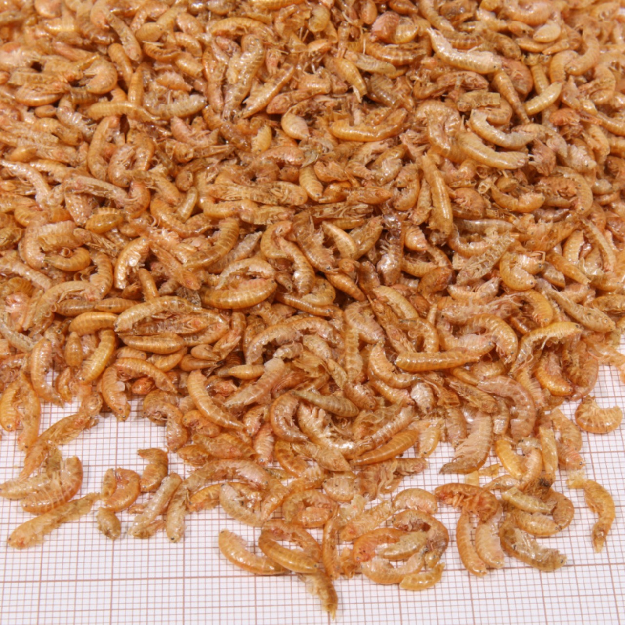 JBL ProTerra Gammarus 750 ml